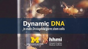 Clues to Immortality From the Fruit Fly Genome – Lifeboat News: The Blog