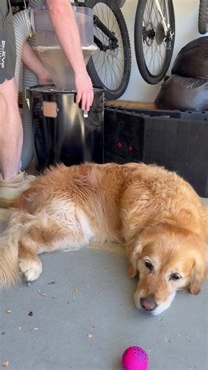 Dust collection quality control #woodworking #sawdust #woodshop #dog #customfurniture