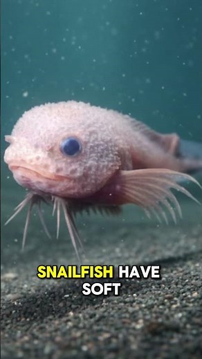 Meet the Deepest Living Fish on Earth 🌍