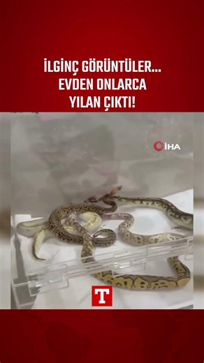 İlginç Görüntüler... Evden Onlarca Yılan Çıktı! #Shorts