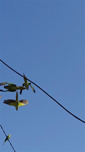 Real bird sounds so amazing ... #bride #youtube #new #explore