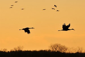 Immigration vs migration - différence et comparaison - Blog 2025