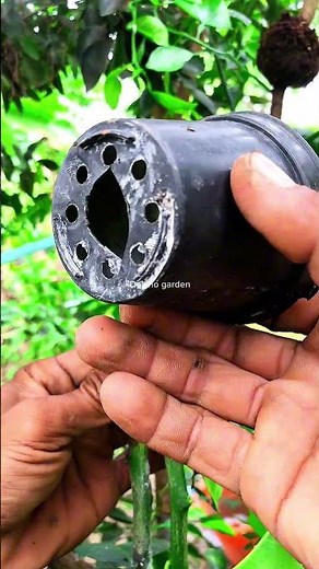 unique plants propagation techniques🌱