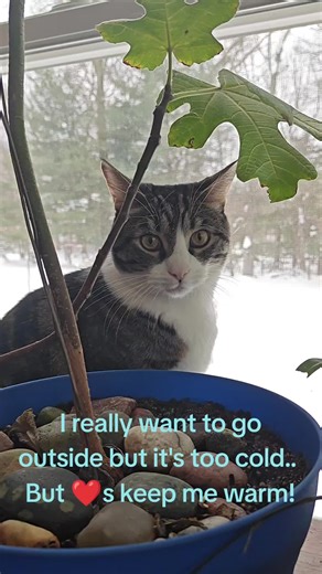 #cats #tuxedocat #blackandwhitecat #cutecat