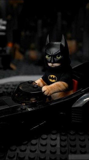 Gato Disfrazado de BATMAN Sale a Hacer Justicia 😂🦇 | El Batman Felino Más Épico