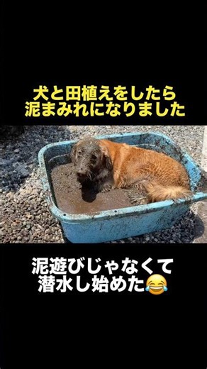 飼い主を泥まみれにしたい犬...【ゴールデンレトリバー・ボーダーコリー】#shorts