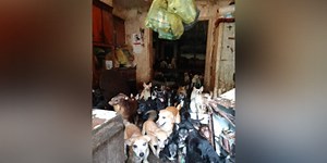 Foster homes needed for dogs from hoarding situation