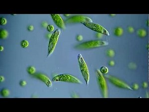 Euglena viridis - BF, DIC microscope 400x