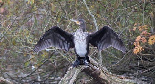 Ulverston Canal Walk - Choose Ulverston