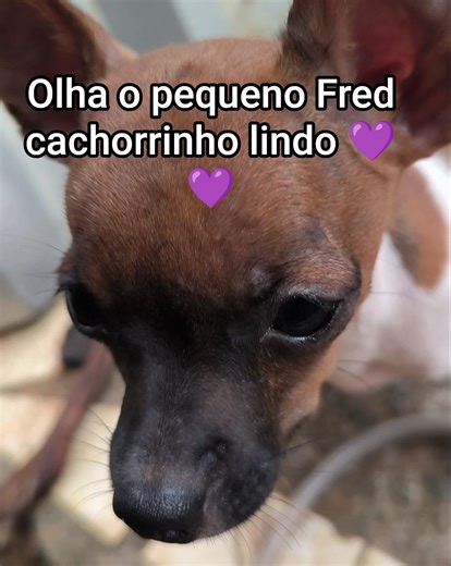 My adorable puppies Fred and Nina #cutepets #pets