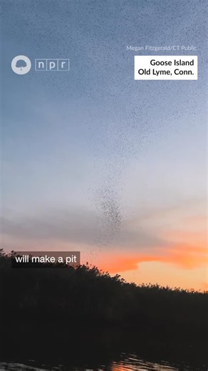 Our New England - Nature and the outdoors for all of us 🌳 on Instagram: "Migration season is underway, and for tree swallows that means one particular pit stop on Goose Island in Old Lyme, Conn. Researchers estimate hundreds of thousands of them come to the island in a dazzling display. It’s one of the few times you can really see bird migration in action and the only major roost site for tree swallows in New England. Each night, the flock gathers in the sky, continuing to grow as dusk approach