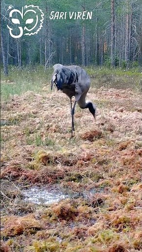 Joko olet nähnyt kurki auran? #crane #kurki #wildlife #naturelovers #finnishnature #birdlovers #bird