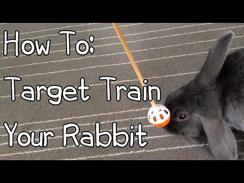 How To Target Train Your Rabbit