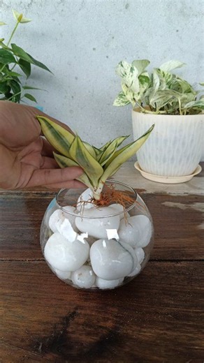 89K views · 628 reactions | Sansevieria Propagation in water  #sanseveria #gardening #garden #plants #reels #trendingreels #facebookviral #viralreels | Gardening Ideas | Facebook