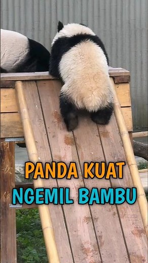Panda Habitat Paling Unik #short #hewan #panda