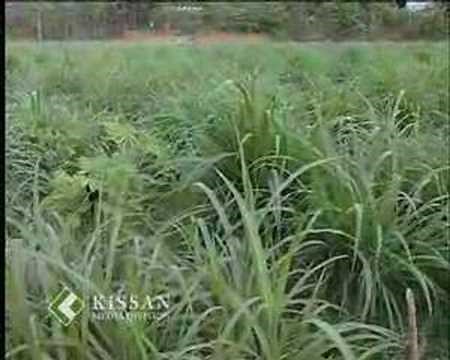 Cultivation of Fodder Crops