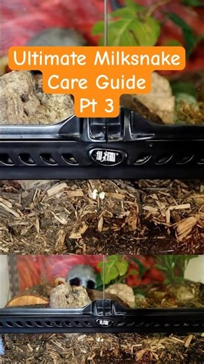 Milk Snake: Ultimate How To Care Guide Pt 3