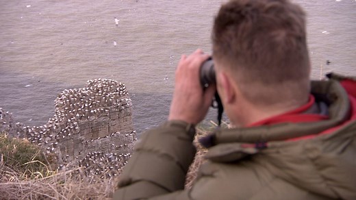 Gannet-cam at Bempton Cliffs