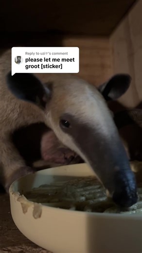 Feeding Groot: Nutrition for a Tamandua Companion