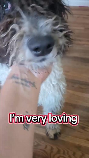 Meet Arlo! Arlo is a big, lovable 9-month-old who’s gentle with other dogs, eager to please, and learning fast. He’s gaining confidence, picking up his name, and settling into foster life like a champ. This sweet boy is blooming with love and potential — enjoy his adorable video! | Camp Companion