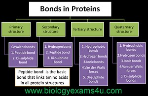 What are the 6 Major Chemical Bonds or Interactions In Proteins?