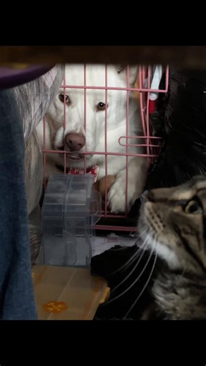 #huskylife #huskysoftiktok #whitehusky #family