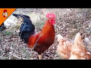 Free Range Chicken Life Relaxing Spring Nature Sounds - Chicken Sound - Roosters Crowing