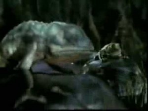 18 clips of Budweiser Frogs Lizards and Ferret Compilation