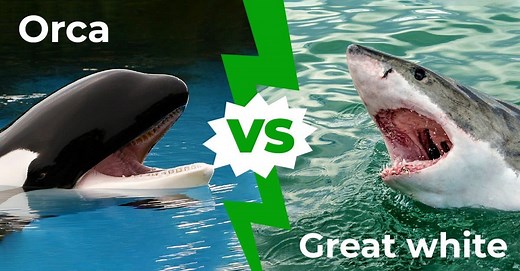 Orca vs Great White Shark: Which Ocean Powerhouse Is The Superior Predator?