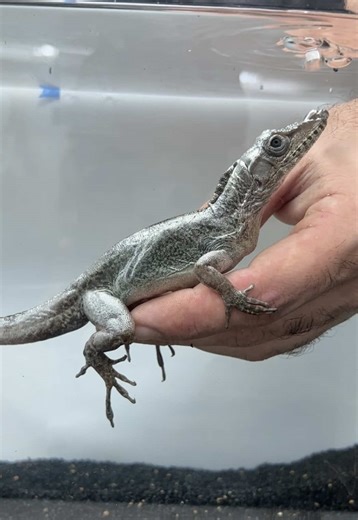 One of my favorite lizards to see hatched: the Cuban stream anole (Anolis vermiculatus). I’ve had on and off success producing this species. But after visiting them in the wild thanks to my friend Dr Luis Diaz (have a few videos of this trip posted on my pages) I changed a few things, and I’m starting to have success again. I didn’t realize the seasonal changes and nightly temperature drops that these lizards experience, and I was neglecting to offer those cues in captivity. Now that I’ve switch