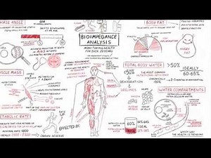 Bio Impedance. Analysis Explained - Men