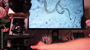 Scientist looking at a soil sample under the microscope. Studying a compost sample and the microorganisms. Nematodes and soil microbes on the computer screen under the microscope.