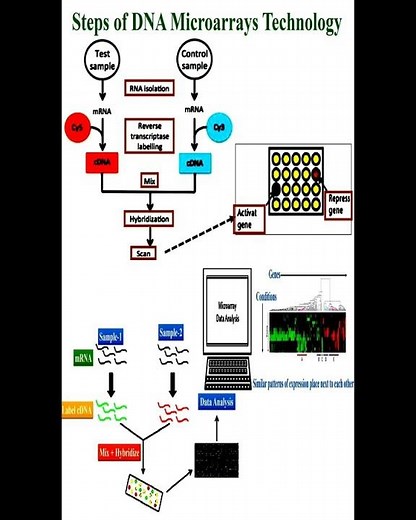 Steps of DNA Microarrays Technology #geneticteacher