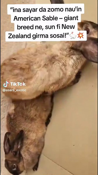 American Sable Rabbit: A Giant Breed Overview