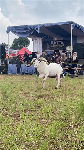 long-horned Garut sheep #dombagarut #sukadombaofficial #domba #goat