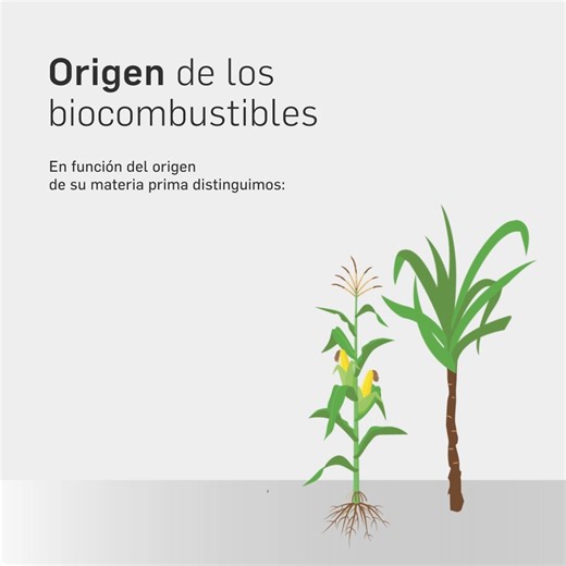 Apostamos por los biocombustibles de segunda generación para impulsar la #TransiciónEnergética 🌎 El pasado viernes anunciamos una joint venture con Bio-Oils para construir la mayor planta de biocombustibles de segunda generación del sur de Europa. Trabajamos para liderar los biocombustibles en España y Portugal y para posicionar Andalucía como un referente europeo en la producción de energías sostenibles y economía circular, como marca nuestra estrategia #PositiveMotion. 🤝 Pero, ¿qué son los b