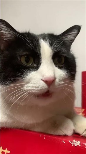 Why Is My Cat Upset When I Leave? 😿 Separation Anxiety Explained + Tips to Calm Your Kitty #cat