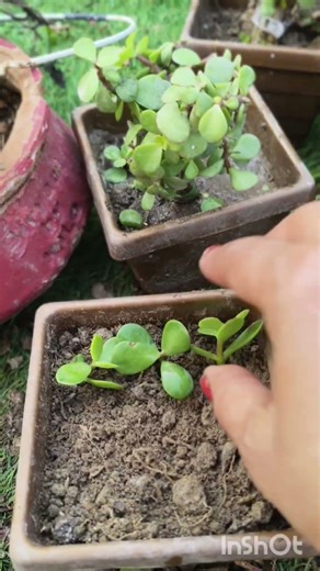 Jed plant # new baby plants # #terracegardenindia #gardening ☘️🌿🌹🏡🌴🌵🫜