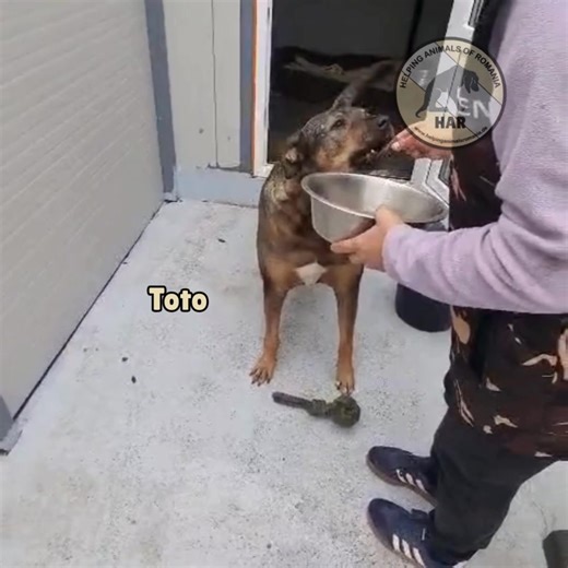 🌙 Guten Abend, liebe Freunde! Im Tierheim sind die Tage lang. Füttern, Reinigen, Behandlungen, Trösten ... und für einige von ihnen sind es die ersten sanften Berührungen, die sie jemals erfahren haben. Sie wissen nicht, dass es Abend ist, sie wissen nicht, wie spät es ist ... aber eines wissen sie: Sie sind in Sicherheit. Und das auch dank Euch. Für uns ist jeder Tag ein Kampf. Für sie ist jeder Tag eine neue Chance. Wenn ihr auch heute Abend bei uns sein möchten, zählt jede Geste enorm: ❤️ ei