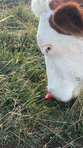 Met a cow on the run 😆 Do you like to run in the nature? #run #runcommunity | Lily Lu