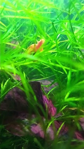 red ramshorn snail#aquarium #fish #plants #aquascape #guppy #grass #shrimp#shorts#snail