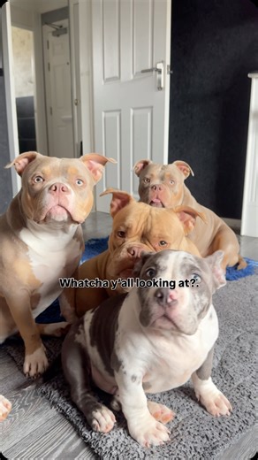 Whatcha Yall Lookin' At? . I’m feeling a hostile challenge 🫣 . They are for a price on the cheese tax 🧀 🧾 . . I know that look anywhere 👀 😈 . . . #whatchalookinat #cheesetax #bullies #bullybreed #puppyface #hungryeyes | Icedabullz1