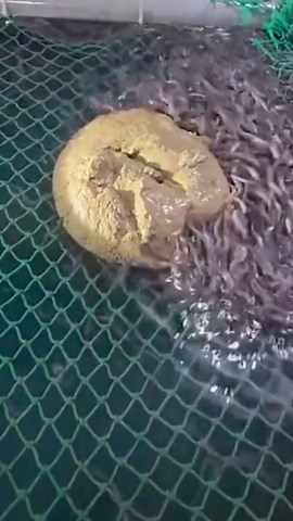 Unlock the Secrets to Setting Perfect Traps