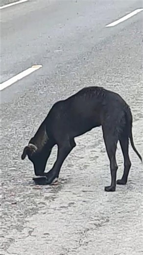Why Your Dog is Always Trying to Talk to You