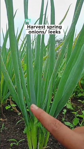 the right way to harvest spring onions #harvesting #springonions #leeks