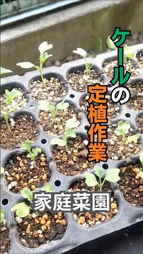 【家庭菜園】ケールの定植風景 #家庭菜園 #ガーデニング初心者 #農業 #趣味の園芸 #野菜作り #ショート