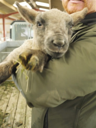 It’s time for Scandal to head to her new home… Don’t worry, we’re NOT getting rid of our local legend! It’s just time for her and her lambs to get outside. Scandal, her little ones, and our other very late lamber are all moving out into the fresh green fields today. Getting the mums onto fresh grass gives them a great natural boost, and having quality grazing in front of the lambs helps ease the burden of feeding for everyone. Watch the big move to see how they settle into their outdoor pasture!
