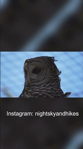 Capture the Beauty: Barred Owl Sitting Silently in Nature's Embrace!