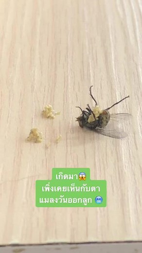 การเจอแมลงวันทางด้านสายตา 🦟