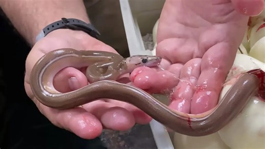 Look! WORLD'S ONLY NEW Reticulate Python Morph